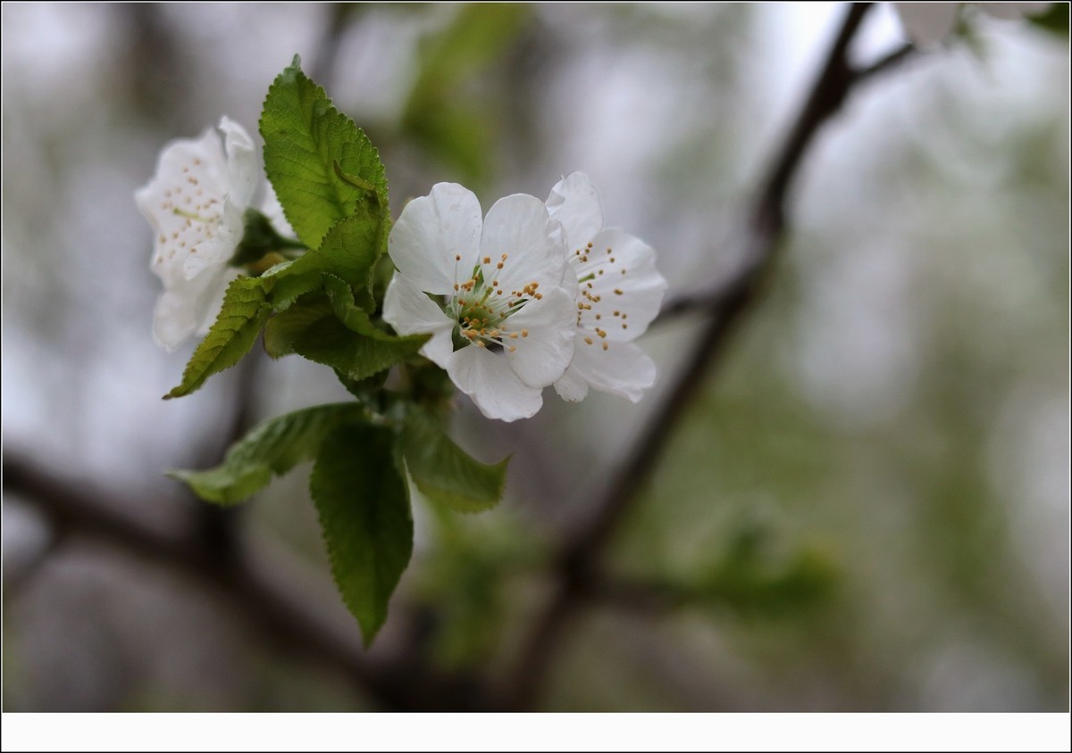 似乎是樱桃花
