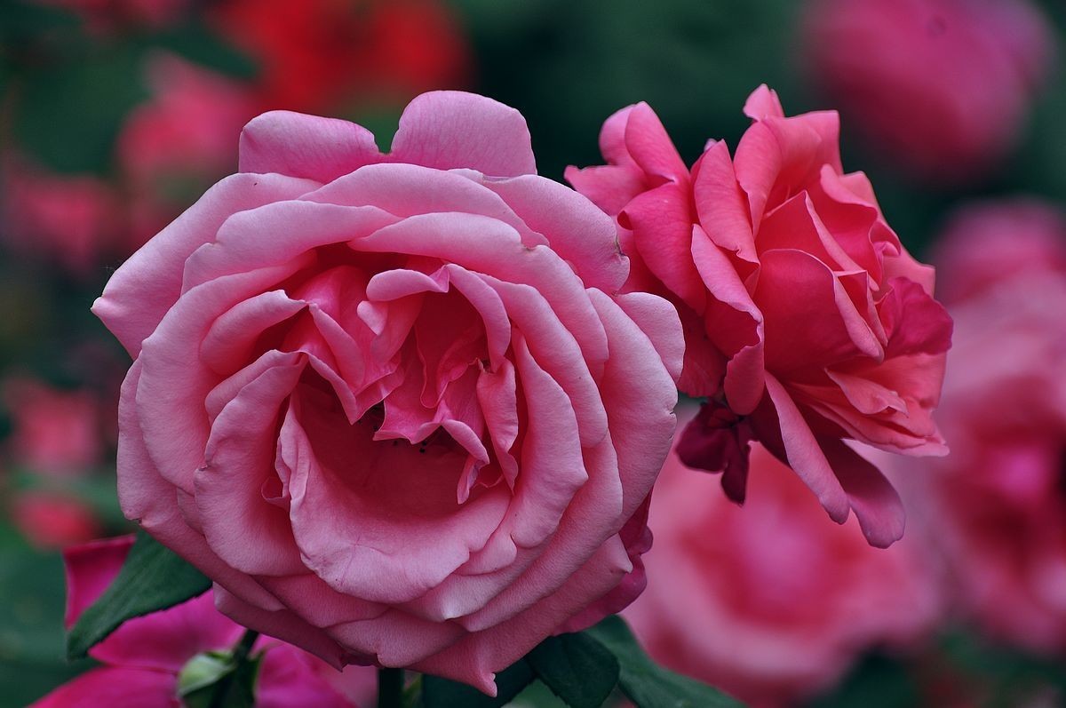 大花月季 ----------.-中关村在线摄影论坛