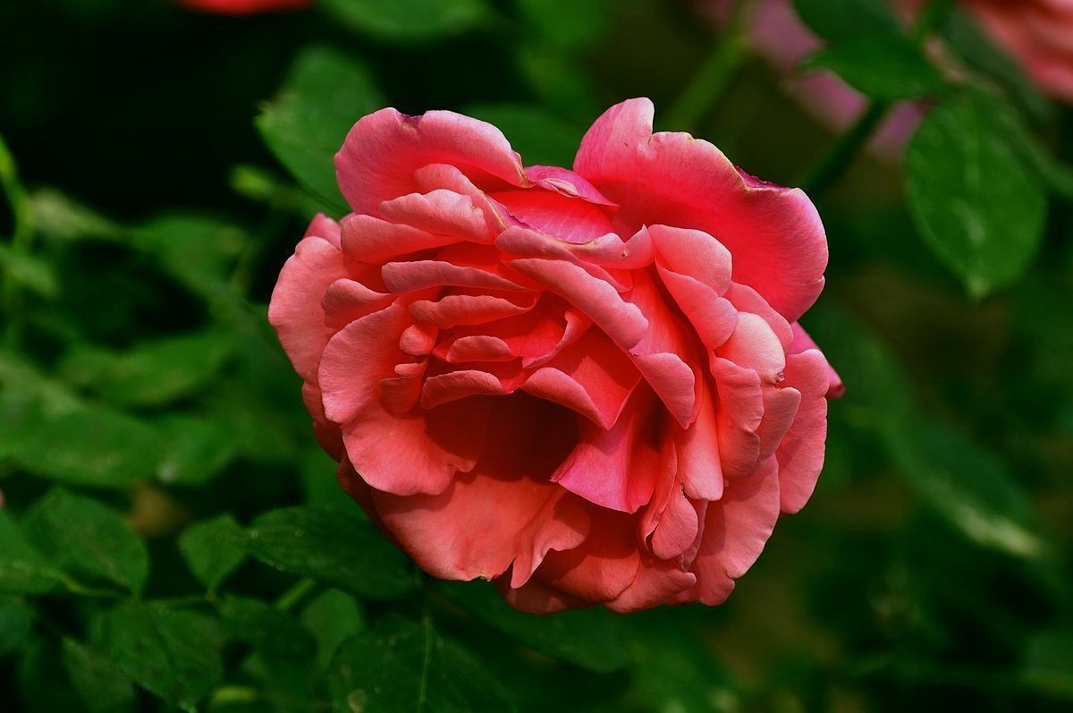 大花月季 ----------.-中关村在线摄影论坛