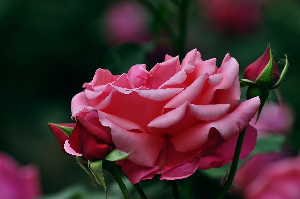 大花月季 ----------.-中关村在线摄影论坛