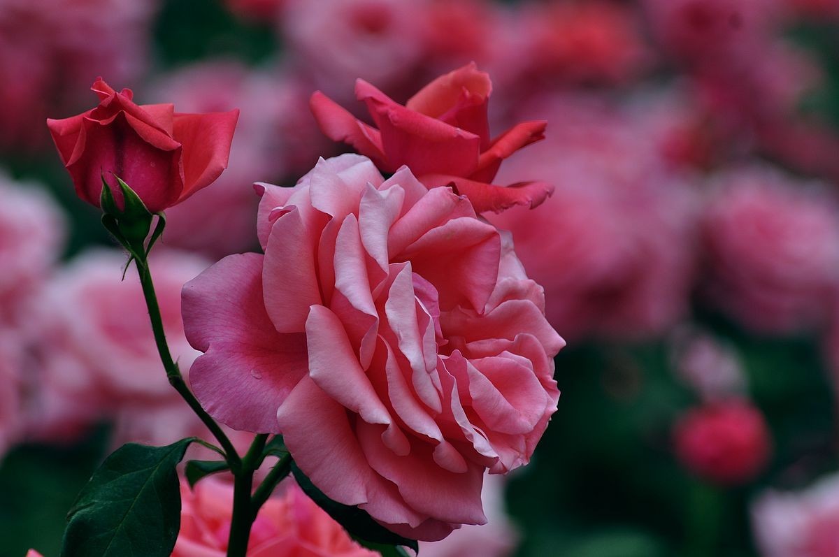 大花月季 ----------.-中关村在线摄影论坛