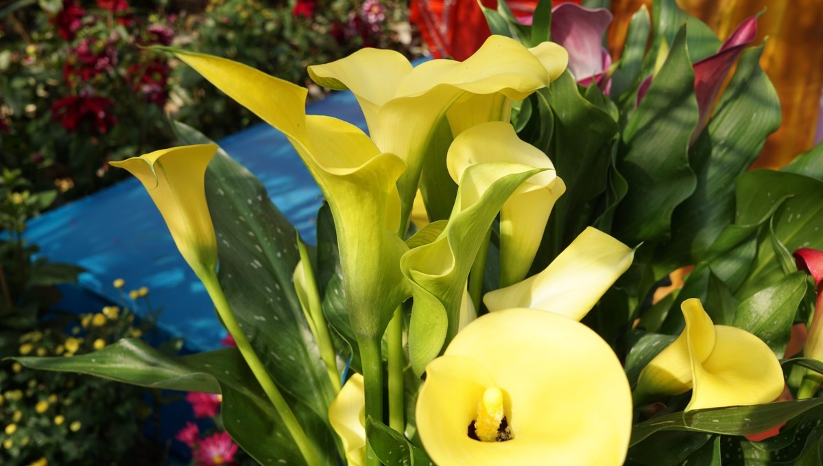 节日公园喜洋洋