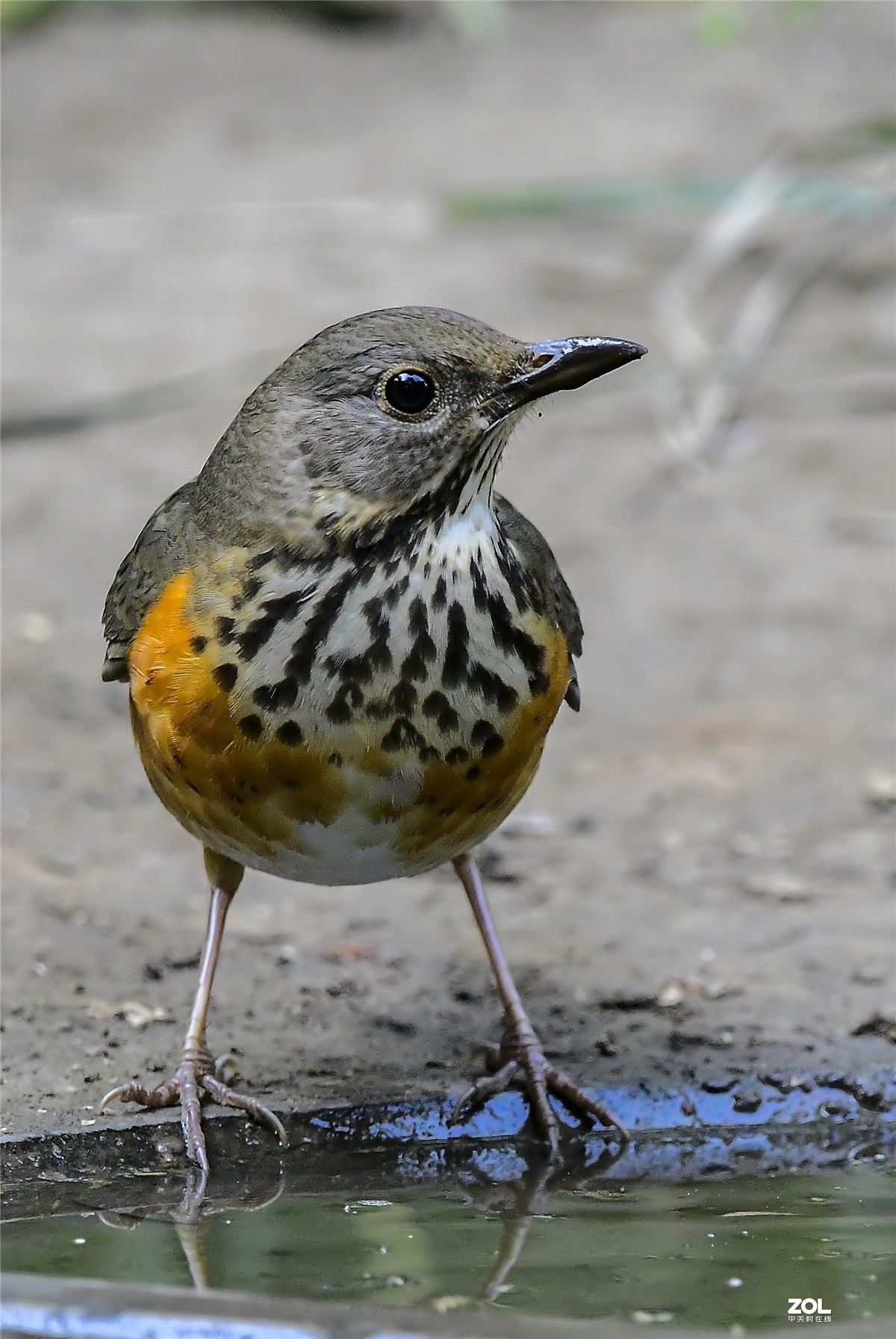 天坛公园拍鸟灰背鸫2