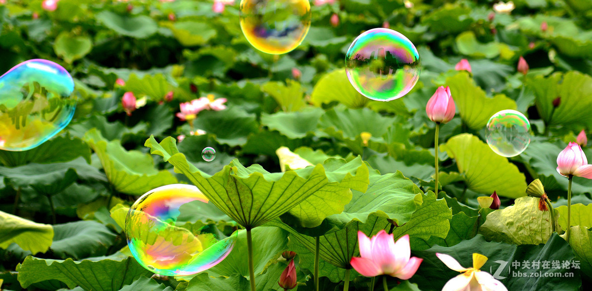 它与荷花争芳斗艳