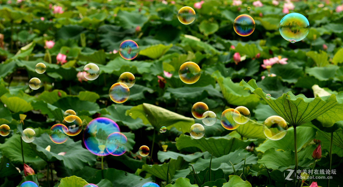 它与荷花争芳斗艳