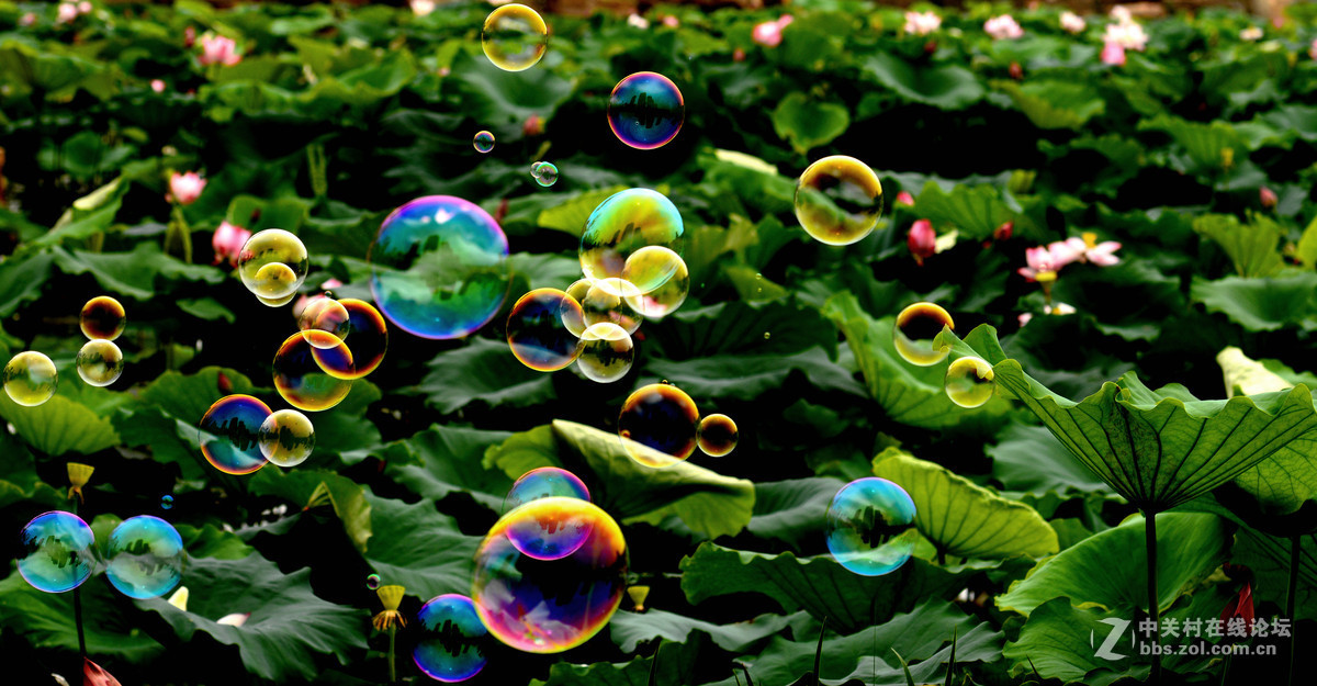 它与荷花争芳斗艳