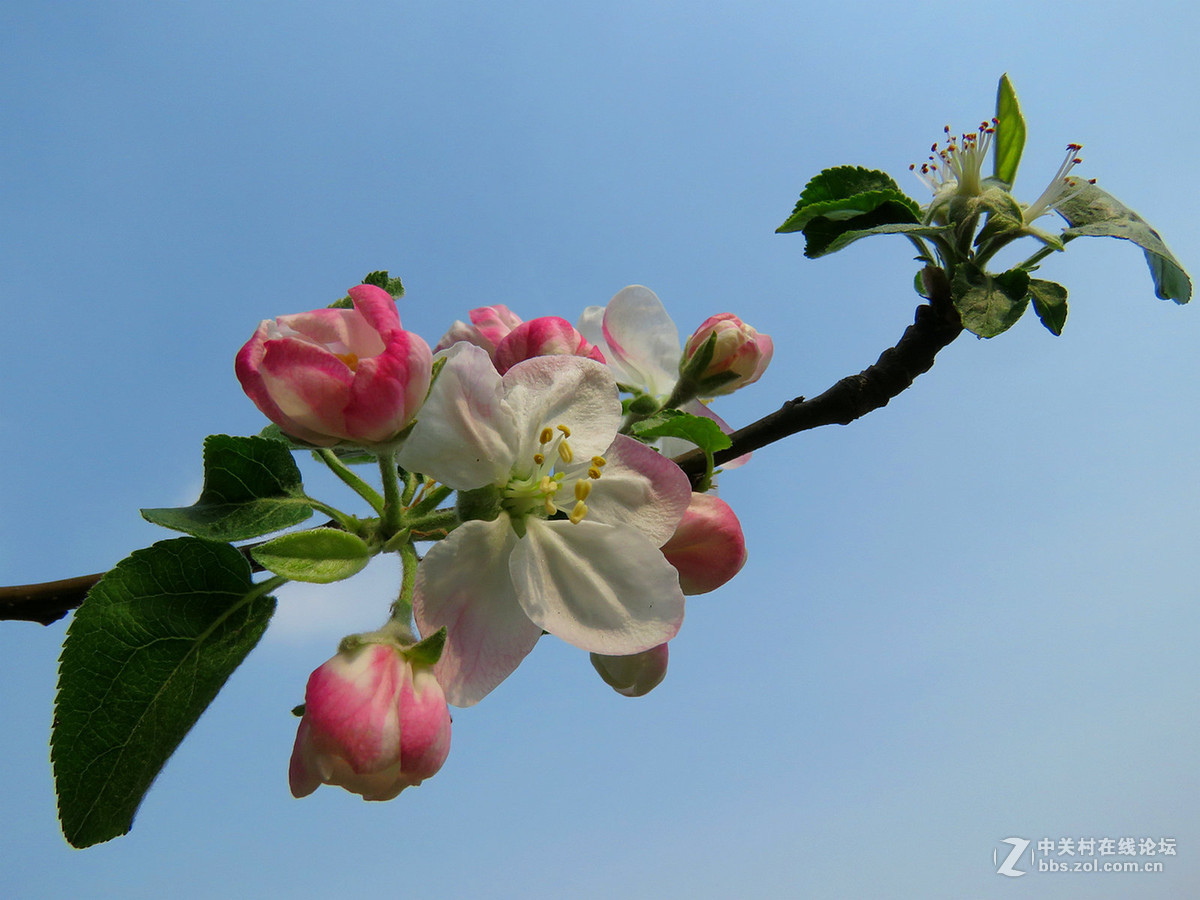 蘋果花