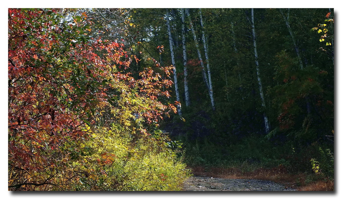 吉林《金秋小景》与山东朋友分享。
