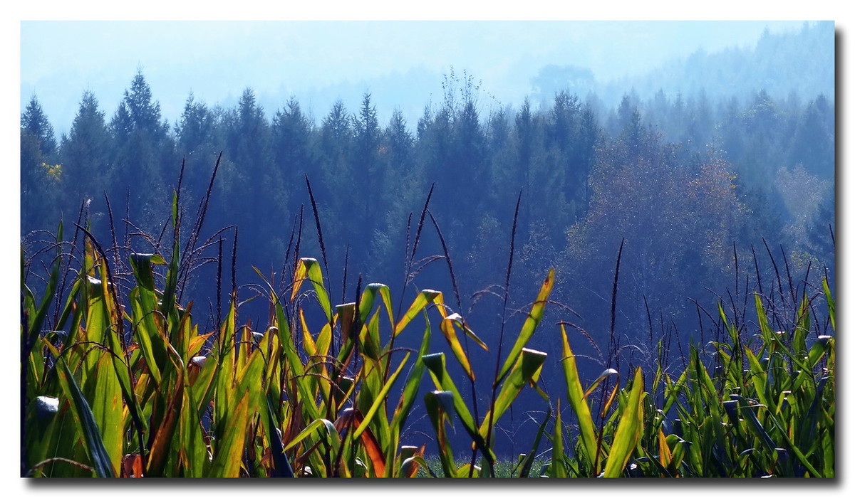 吉林《金秋小景》与山东朋友分享。