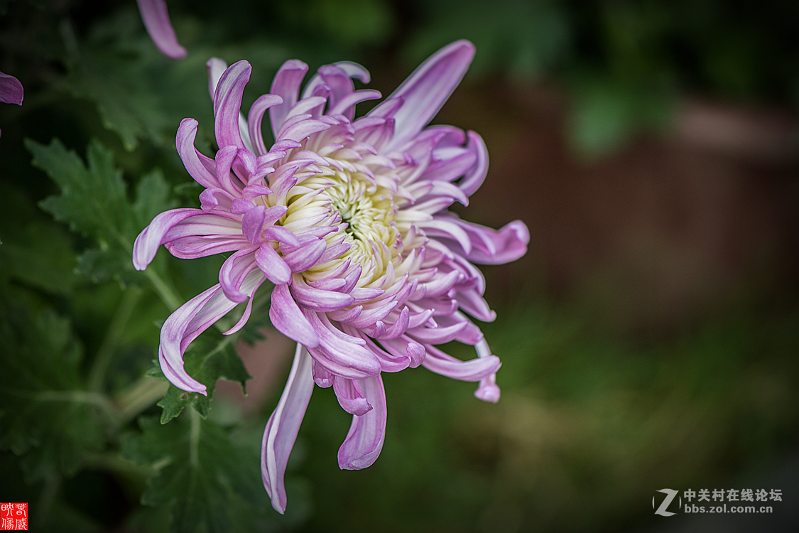 秋菊   20161030A