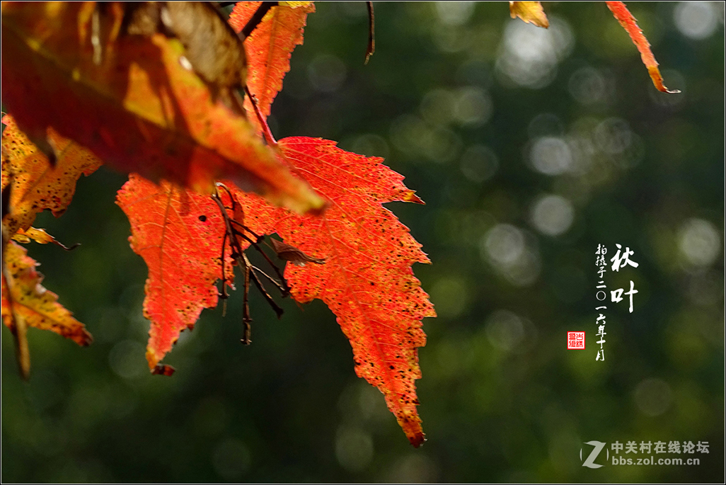 【  秋 叶  】