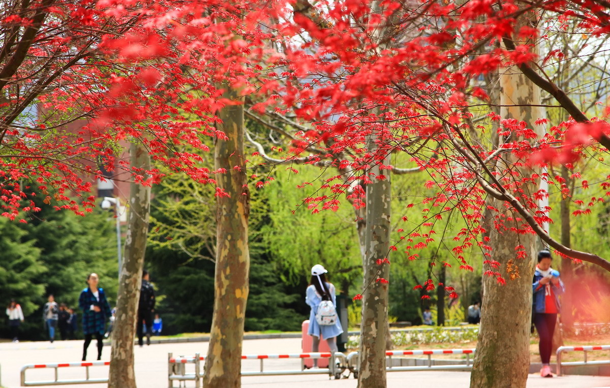春天校园枫叶红似火