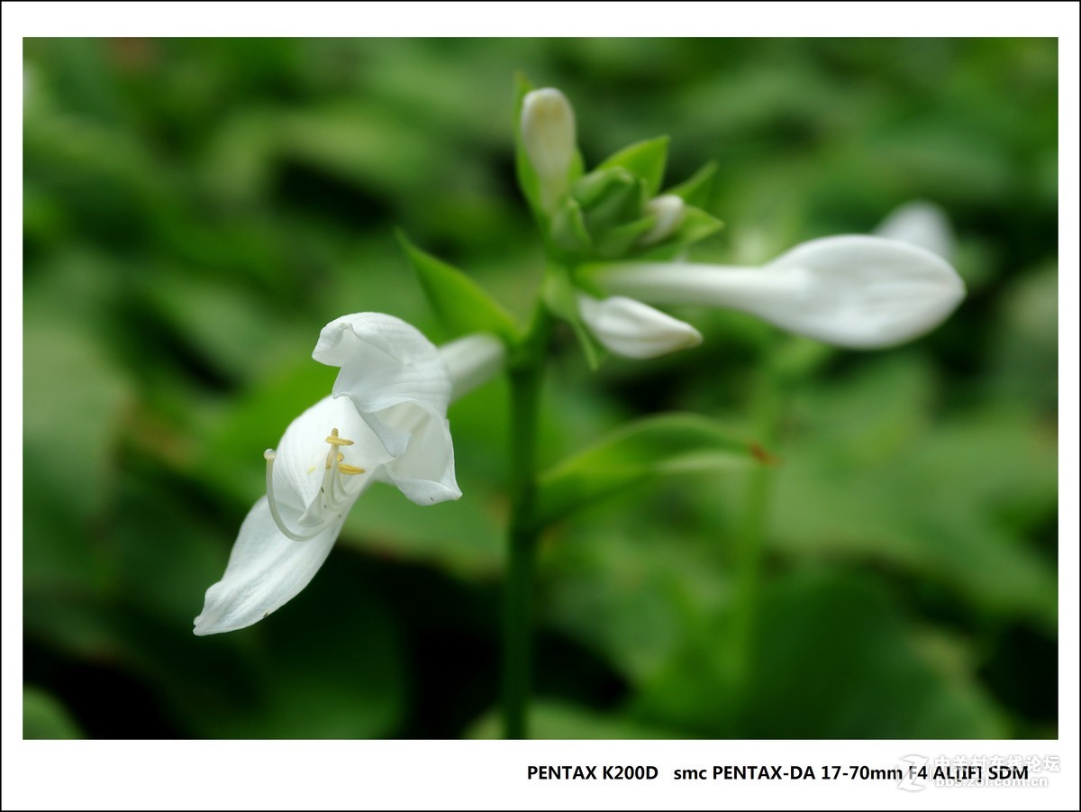 宾得K200D-北戴河随拍