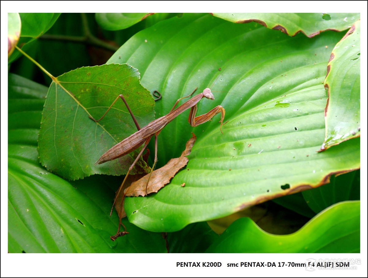 宾得K200D-北戴河随拍