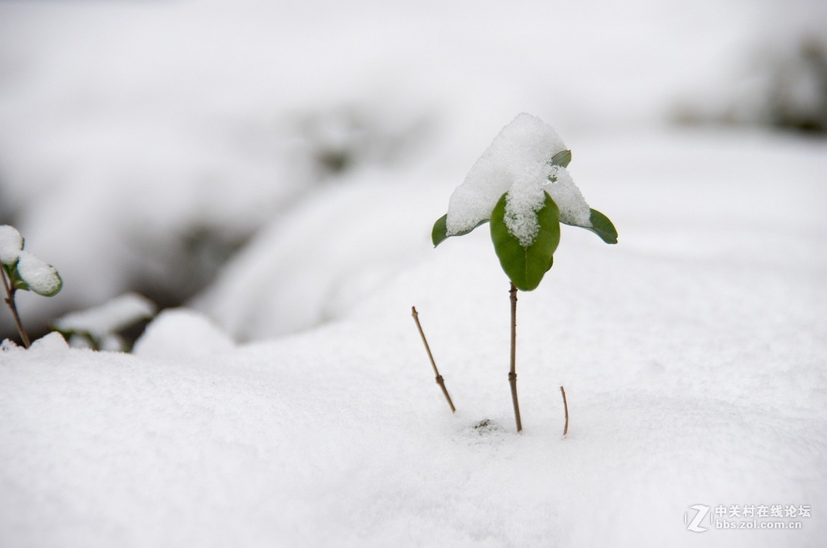忽如一夜春雪来