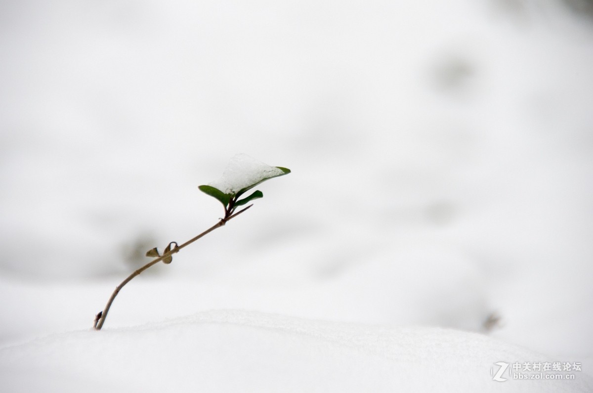 忽如一夜春雪来