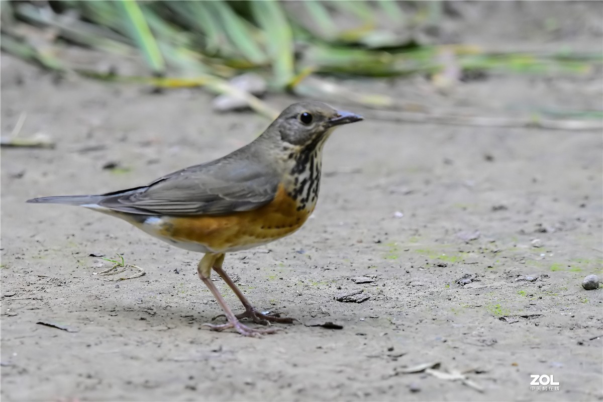 天壇公園拍鳥灰背鶇2