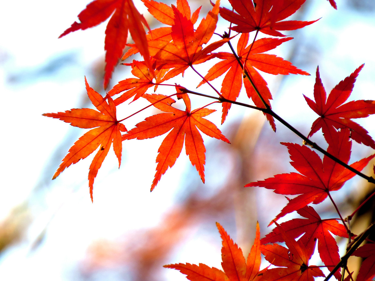 一组红槭叶祝大家圣诞节和元旦双旦快乐