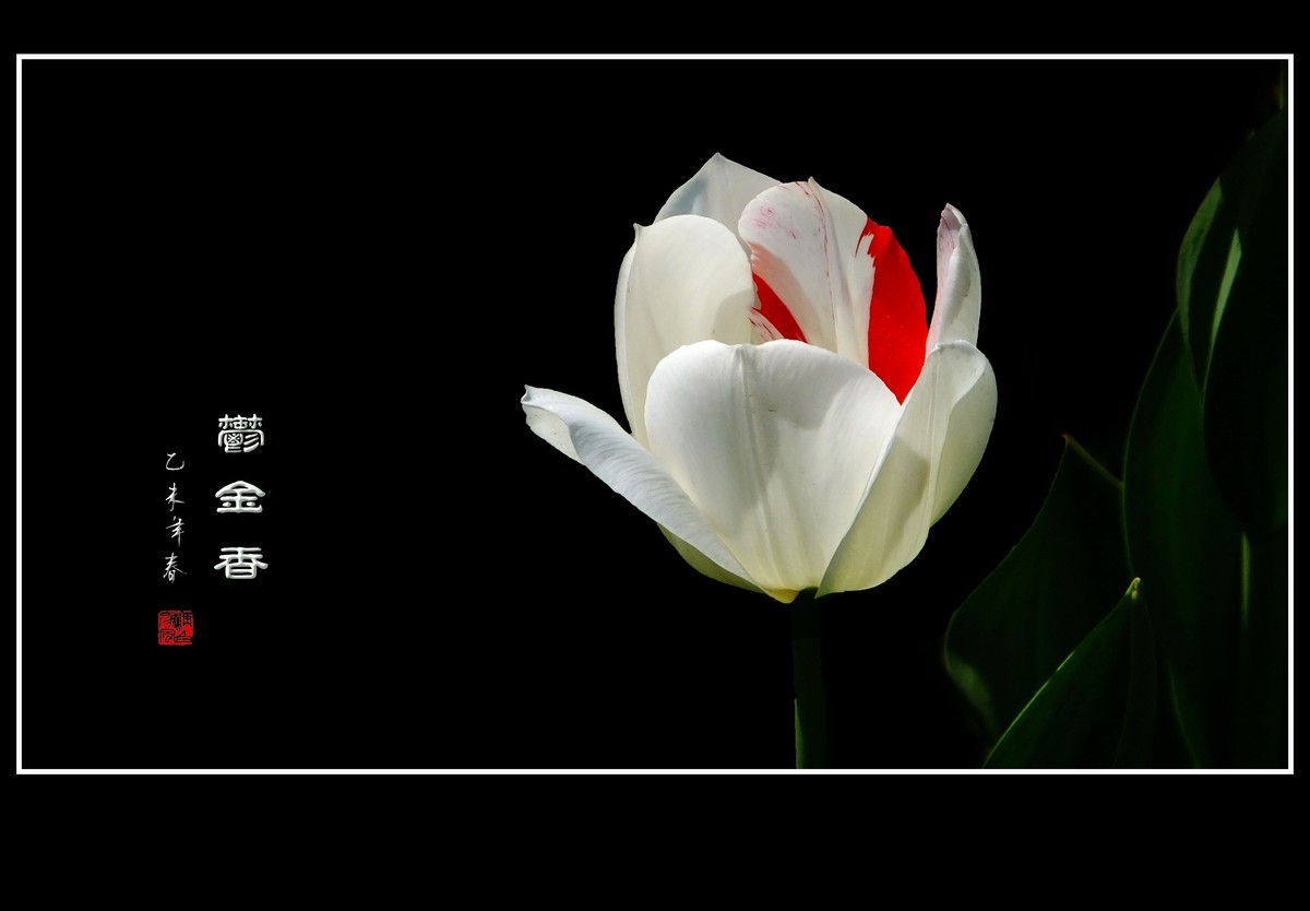 难忘漂亮的郁金香