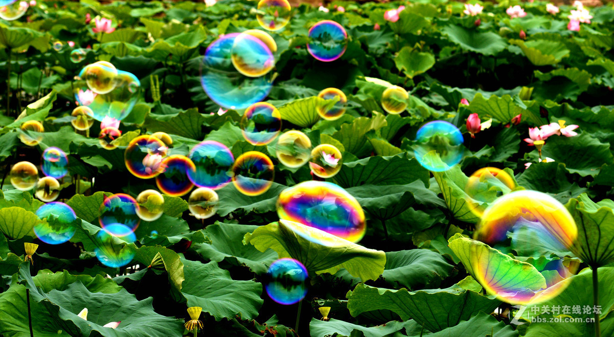 它与荷花争芳斗艳
