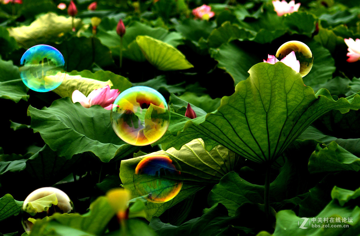 它与荷花争芳斗艳