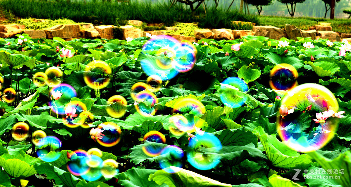 它与荷花争芳斗艳