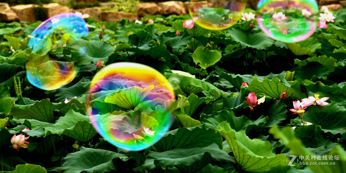 它与荷花争芳斗艳