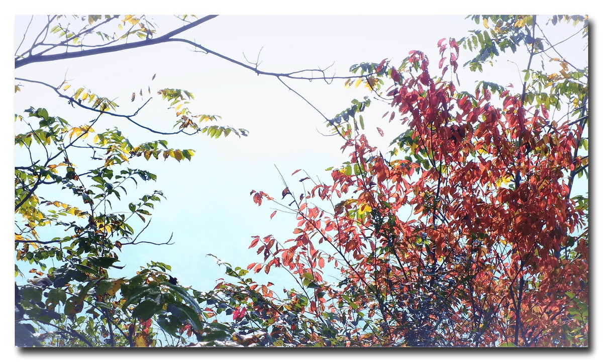 吉林《金秋小景》与山东朋友分享。