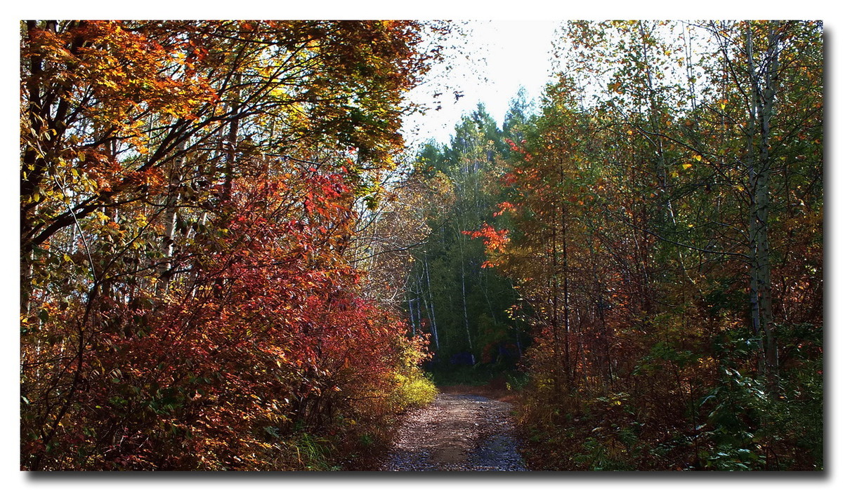 吉林《金秋小景》与山东朋友分享。