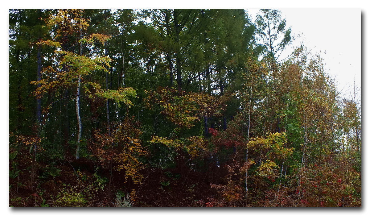 吉林《金秋小景》与山东朋友分享。