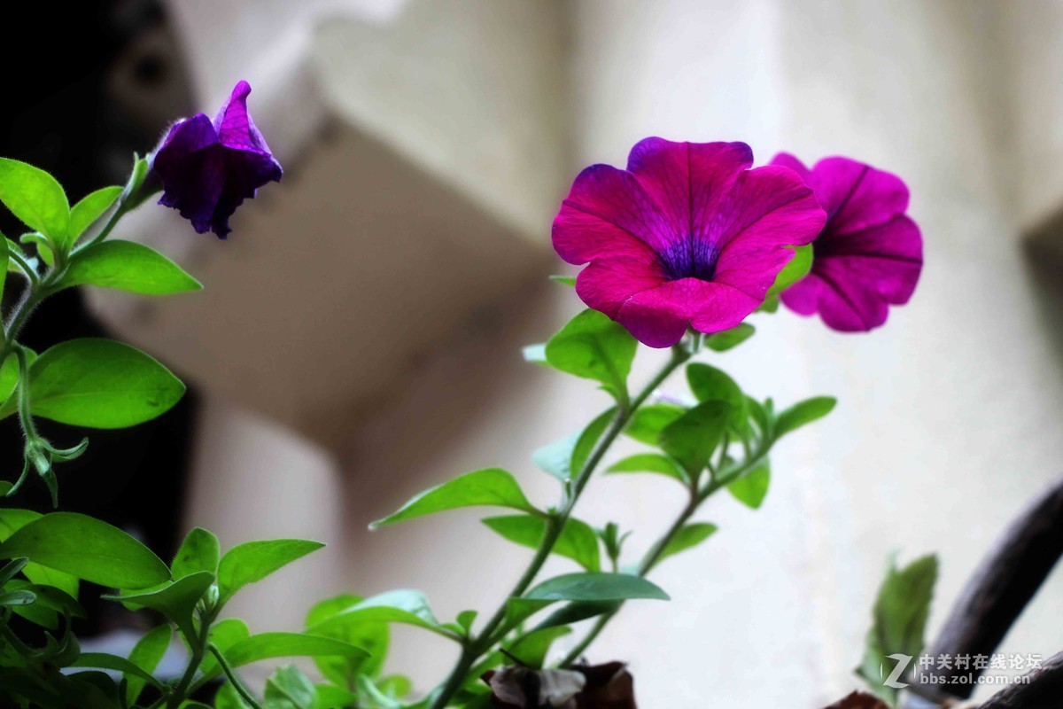 先前拍的，挺杂的