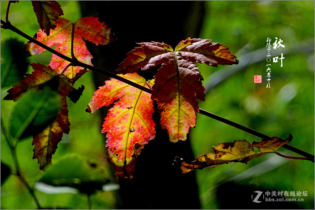 【  秋 叶  】