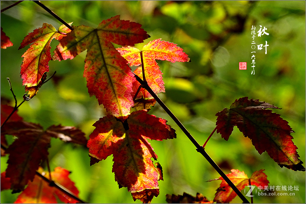 【  秋 叶  】