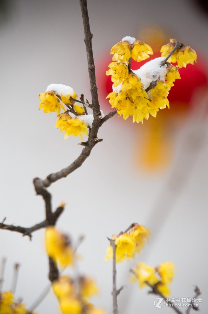 忽如一夜春雪来