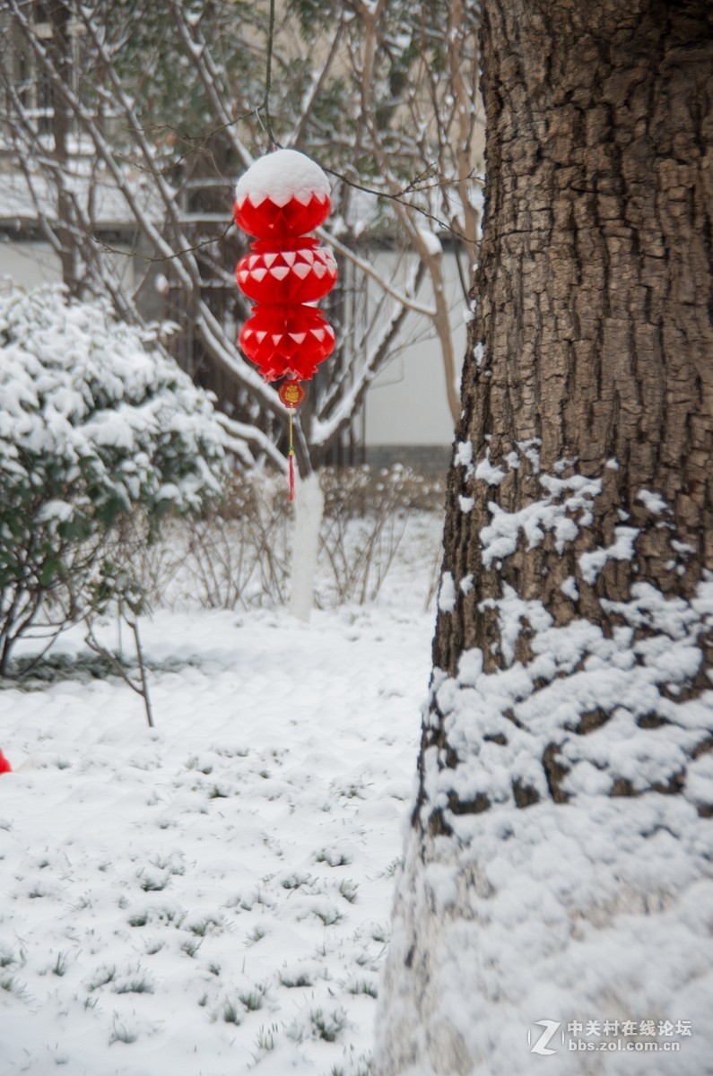 忽如一夜春雪来