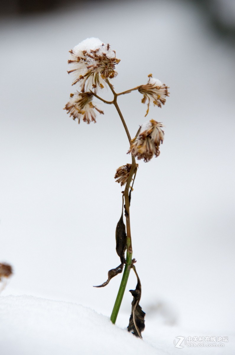 忽如一夜春雪来