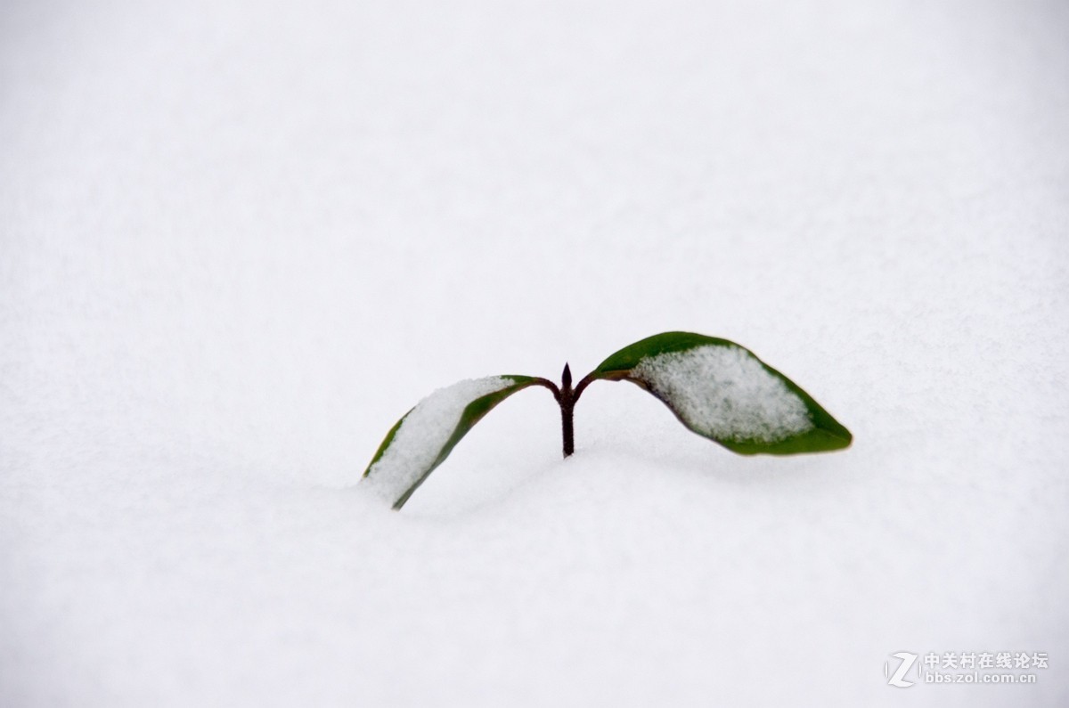 忽如一夜春雪来