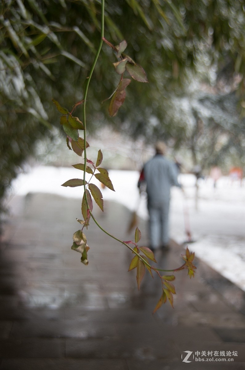 忽如一夜春雪来