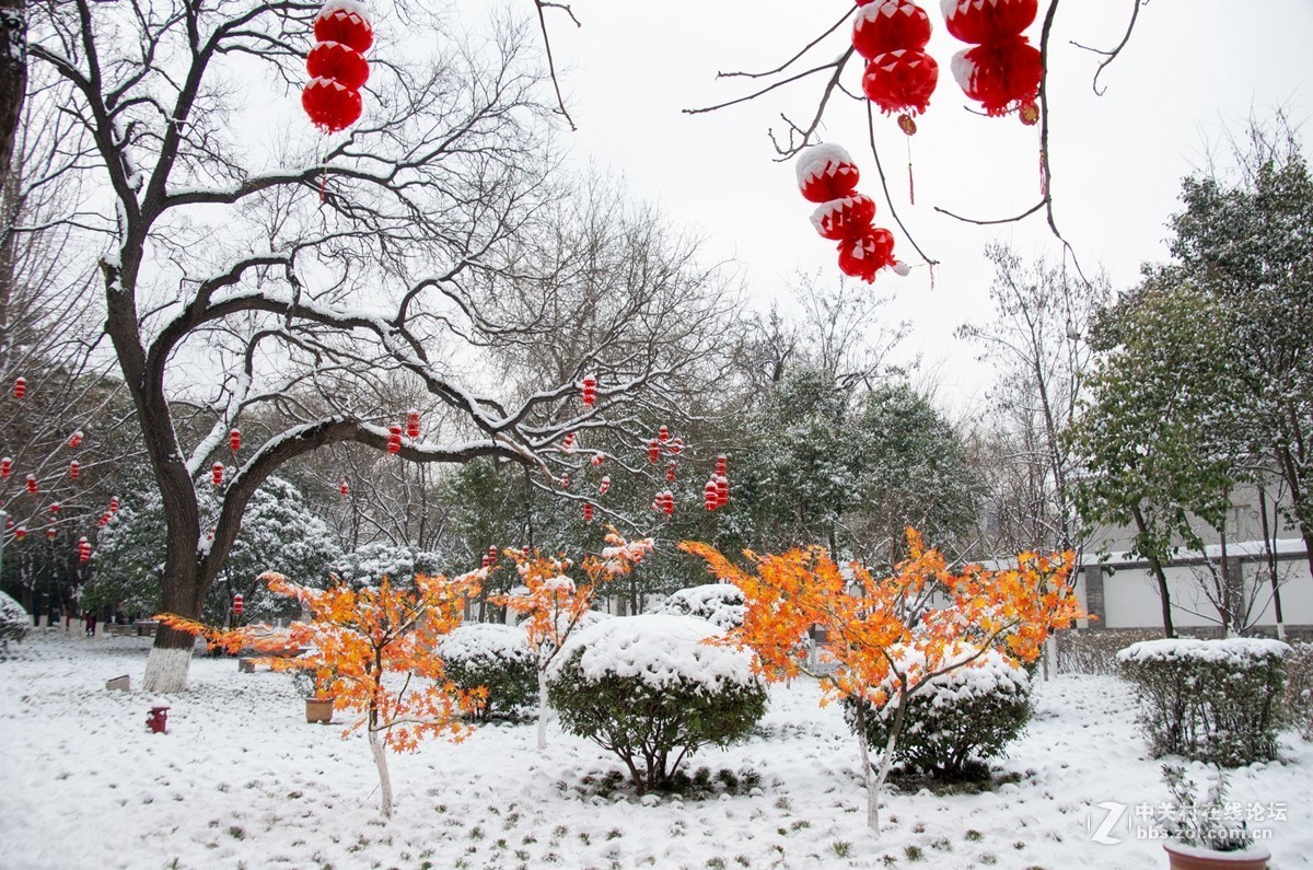 忽如一夜春雪来