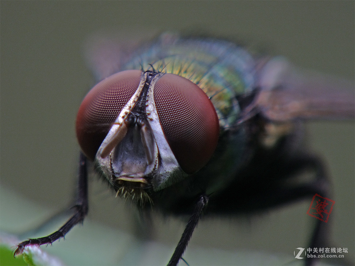 一只被灰尘颗粒覆盖的死苍蝇的特写镜头。高清摄影大图-千库网
