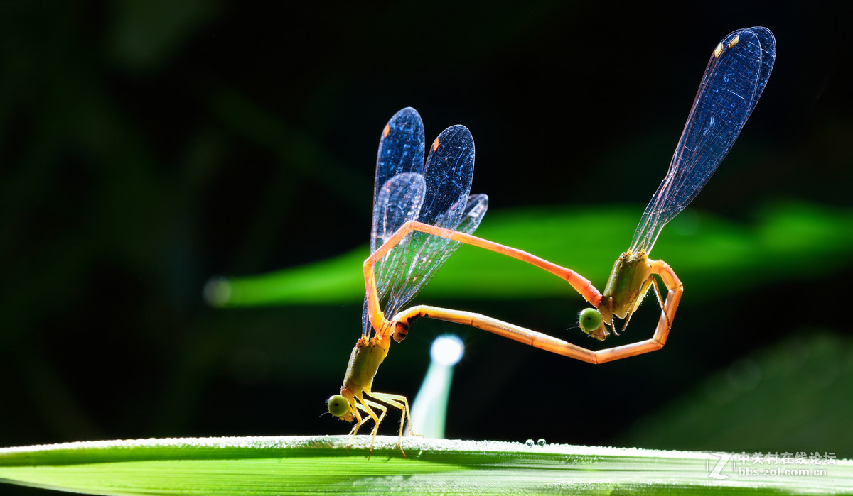 瓜哥最新微距作品，一起欣赏微距镜头下千姿百态的生物吧！