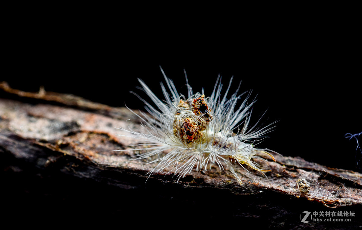 瓜哥最新微距作品，一起欣赏微距镜头下千姿百态的生物吧！