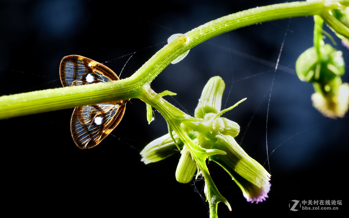 瓜哥最新微距作品，一起欣赏微距镜头下千姿百态的生物吧！