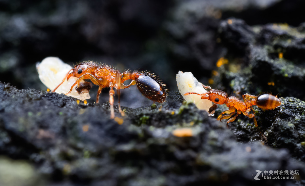 瓜哥最新微距作品，一起欣赏微距镜头下千姿百态的生物吧！