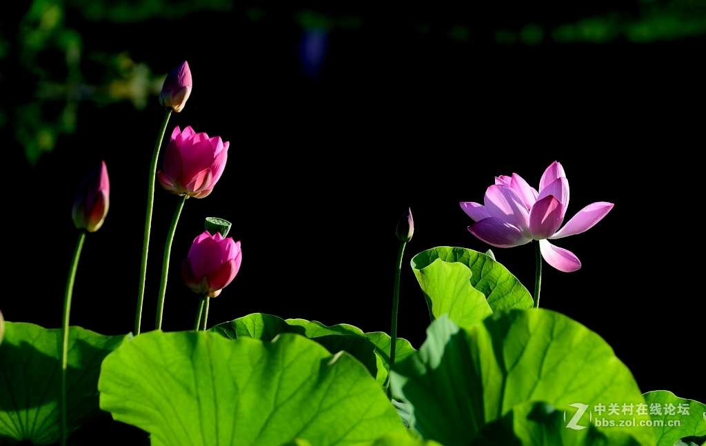 D750拍荷花......