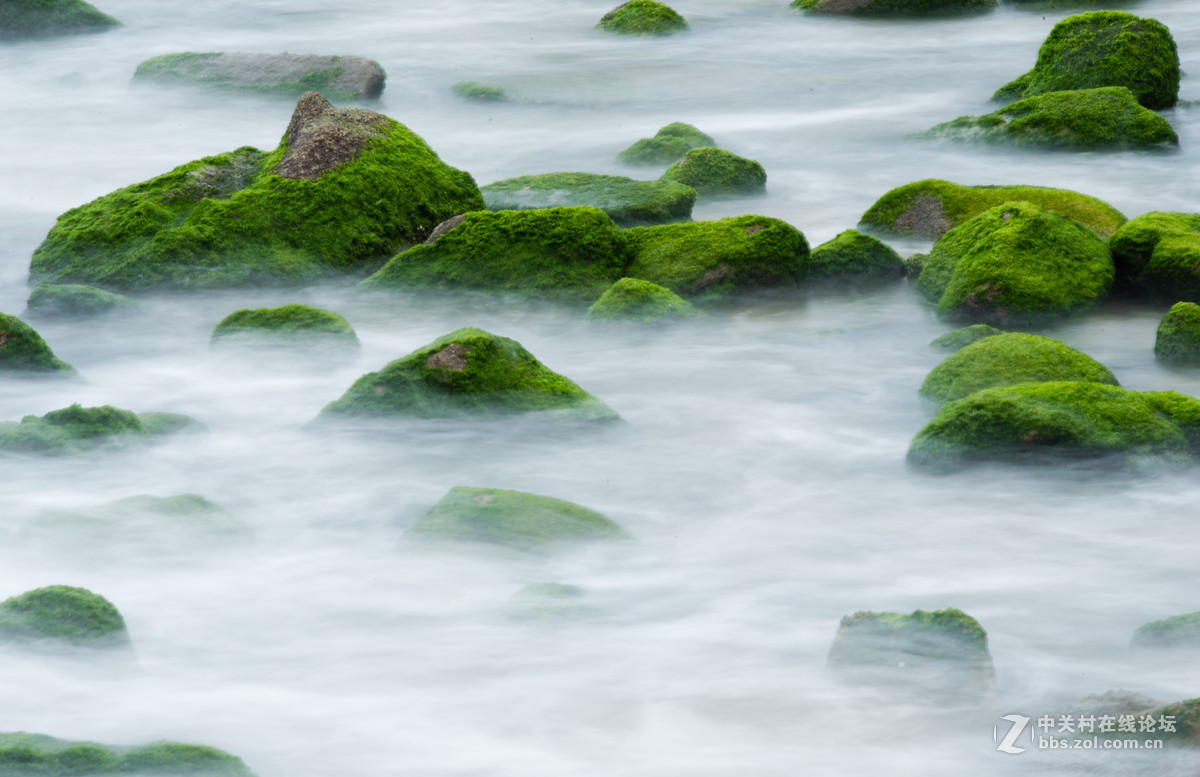 海礁上的青苔