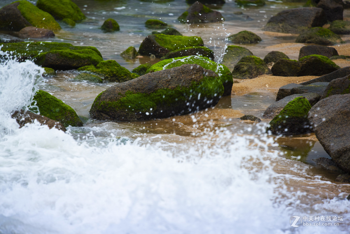 海礁上的青苔