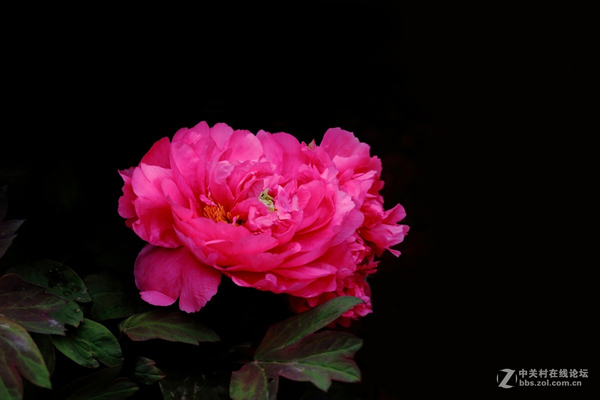 天下真花独牡丹2