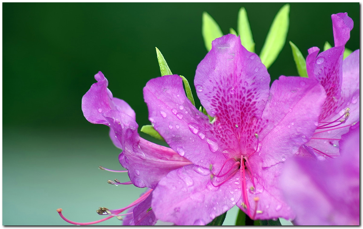 #ZOL月赛-春暖花开#—〖 杜 鹃 花 〗