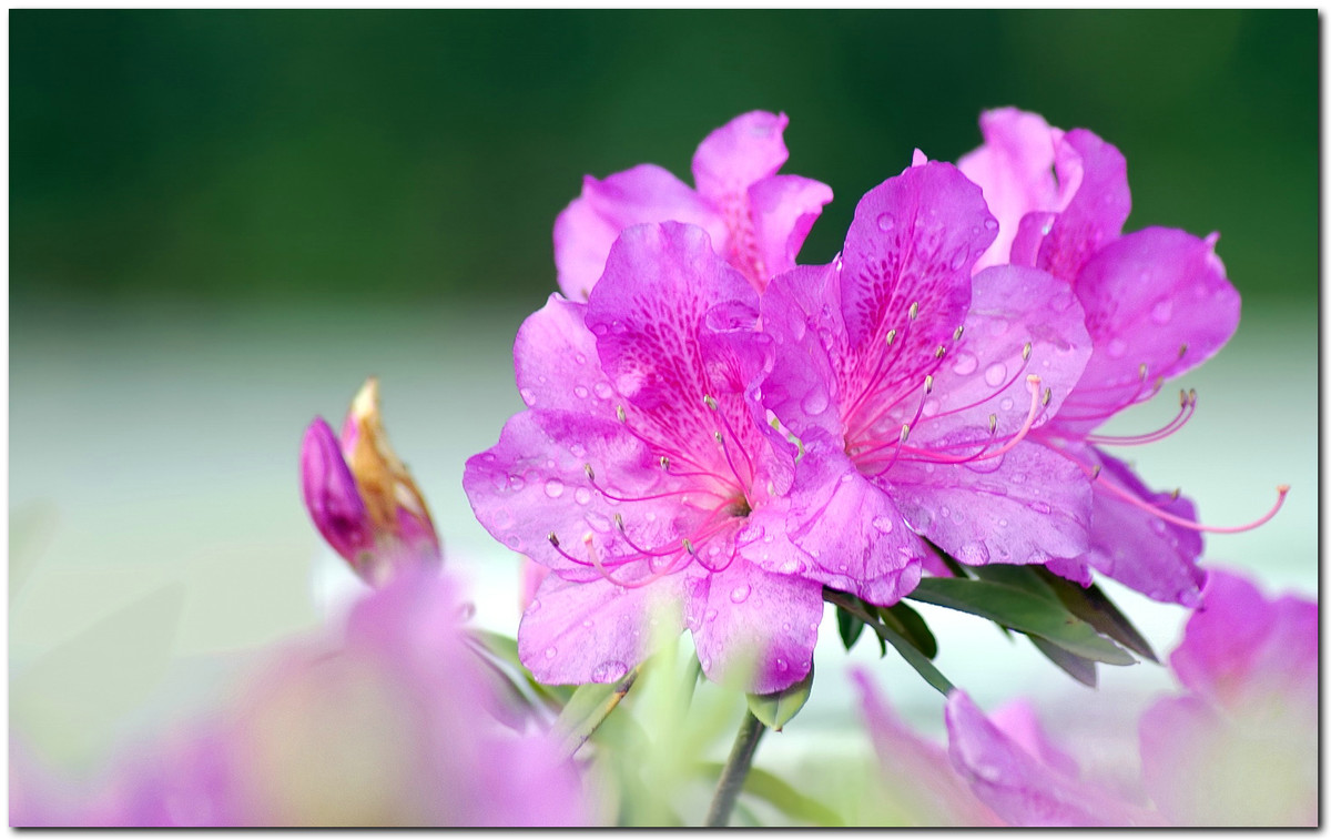 #ZOL月赛-春暖花开#—〖 杜 鹃 花 〗